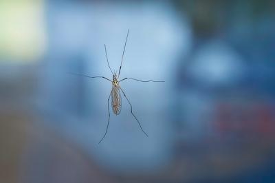 Рязанские биологи отметили снижение количества комаров