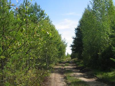 В Рязанском регионе оштрафованы нарушители правил лесовосстановления