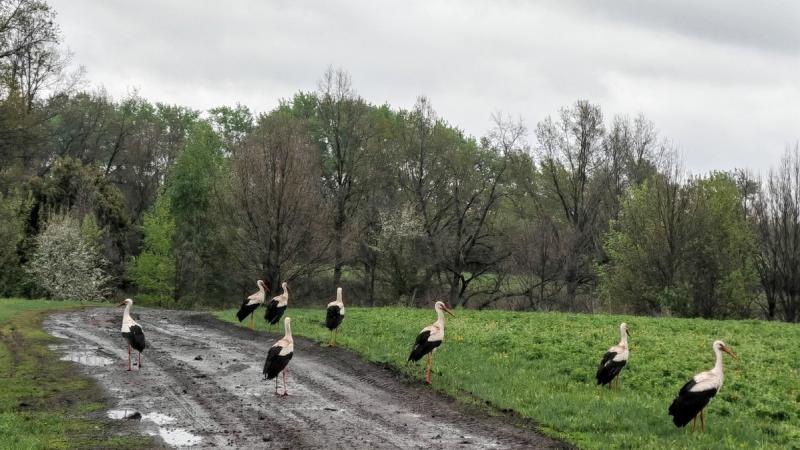 В Чучковском округе на ночёвку остановились девять аистов