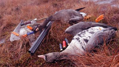Опубликовано решение по срокам весенней охоты в Рязанской области