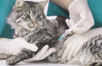 Рязанцам предложили бесплатно вакцинировать от бешенства кошек и собак