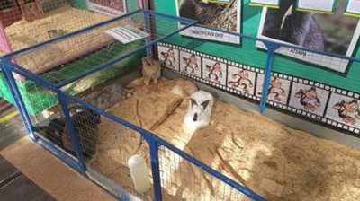 В Рязани на выставке животных выявили нарушения