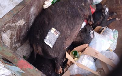 В мусорном контейнере в посёлке Соколовка в Рязани нашли трупы свиней