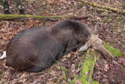 Сапожковский браконьер убил лося