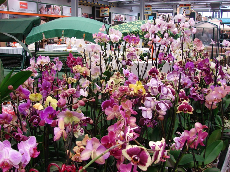 Магазин оби цветы. Фаленопсис в Оби. Орхидея Мегастрой. Оби орхидеи. Магазин Оби орхидеи.