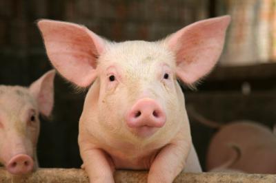 В Рязанской области отменены ограничения на ввоз свиней