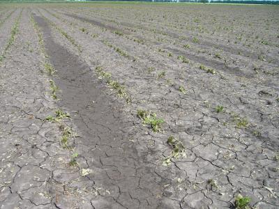 В Сасовском районе Рязанской области от града пострадали посевы