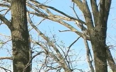 В Дашково-Песочне начали засыхать дубы