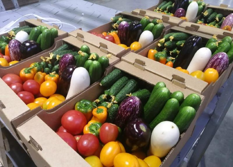 В теплицах Рязанской области стали собирать больше овощей