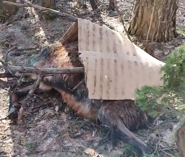 В Солотче обнаружили трупы баранов