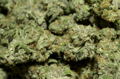 Клепиковец выращивал марихуану в цветочных горшках
