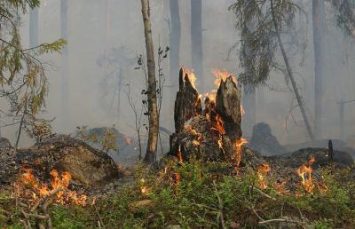 В августе на Рязанщине вырастет риск лесных пожаров