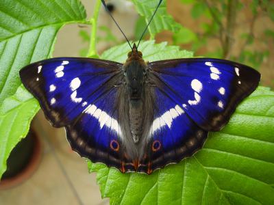 В Рязанской области обнаружен новый вид бабочек