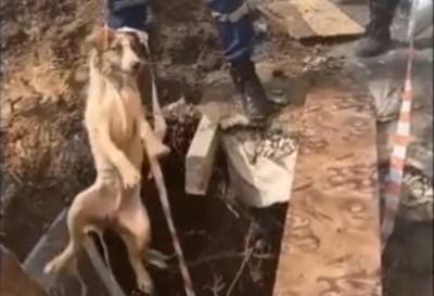 На улице Юбилейной в Рязани спасли собаку, упавшую в котлован с водой