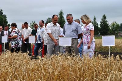 Рязанские аграрии узнали новейшие технологии размножения семян озимой пшеницы