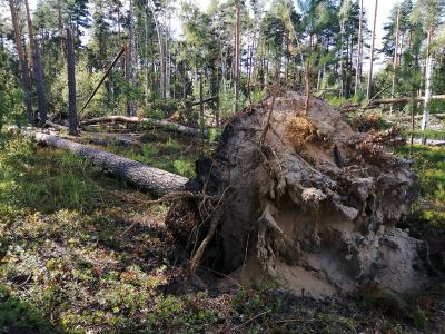 Заваленный деревьями пляж Ласковского озера продолжает пользоваться популярностью
