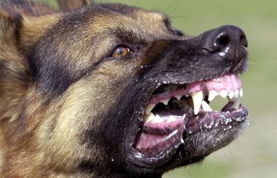 Рязанский СКР проверит сообщение о нападении собаки на девочку