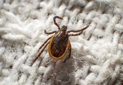 Клещи покусали ещё пятерых рязанцев