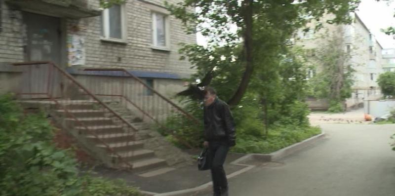 Птицы держат в страхе жильцов одного из дворов Рязани 