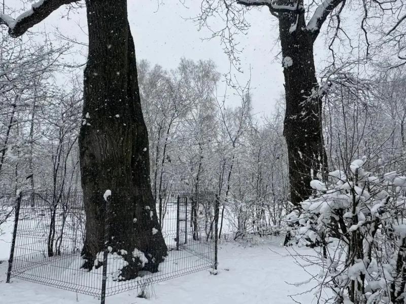 В ЦПКиО Рязани проведут работы по сохранению трёх уникальных дубов