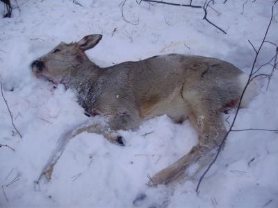 Касимовские полицейские на снегоходе настигли браконьера, застрелившего косулю