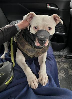 Рязанец передал Рамзану Кадырову спасённого в Мариуполе пса