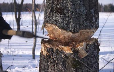 С начала года на Рязанщине пресечено восемь фактов незаконной рубки леса