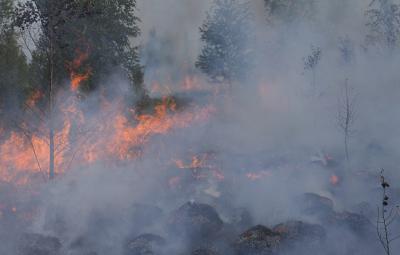 Рязанцев оштрафовали на 800 тысяч рублей за нарушения правил пожарной безопасности в лесах