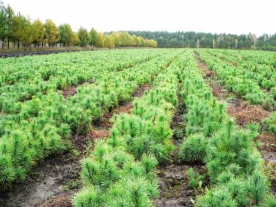 Рязанщину пополнили 200 гектаров нового леса