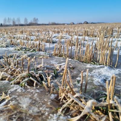 Рязанские аграрии опасаются последствий ледяных дождей