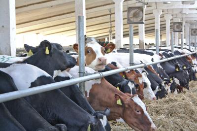 В молочном животноводстве Рязанщины сохраняется положительная динамика