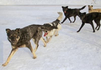 В Рязанской области разработали порядок защиты людей от нападений бродячих собак
