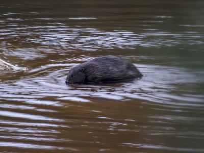 В Окском заповеднике готовятся считать бобров