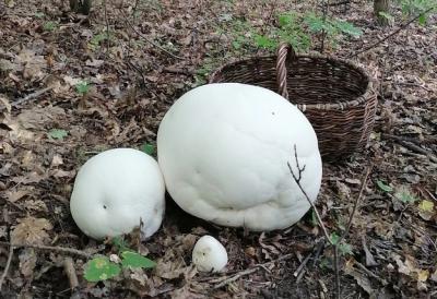 Жительница Пронска нашла гигантские грибы-дождевики