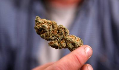 В Шацком районе конфисковано более четырёх килограммов марихуаны