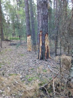 Повреждённые на «Тропе Паустовского» в Солотче сосны под Рязанью не выживут