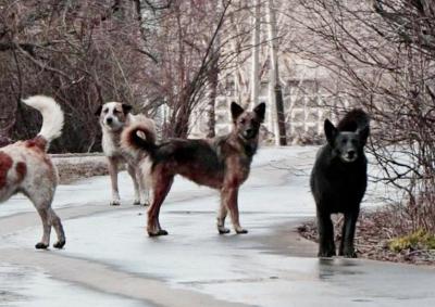 На улице 8 Марта в Рязани стая собак искусала 9-летнего мальчика