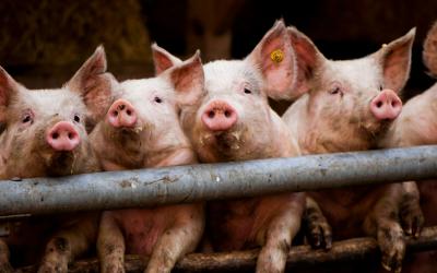 В 14 деревнях Клепиковского района изымут свиней