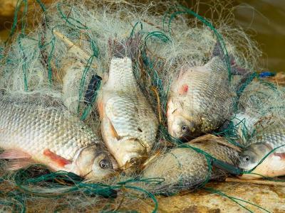 Рязанцев уличили в ловле рыбы сетями в нацпарке «Мещёрский»