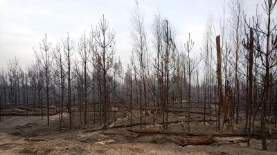 Пройденную огнём площадь лесов в Рязанской области уточняют