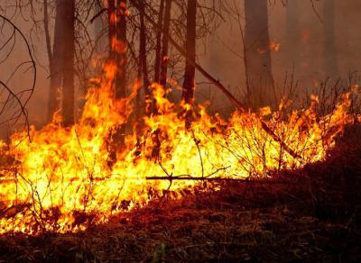 В Рязанском регионе зафиксирован лесной пожар