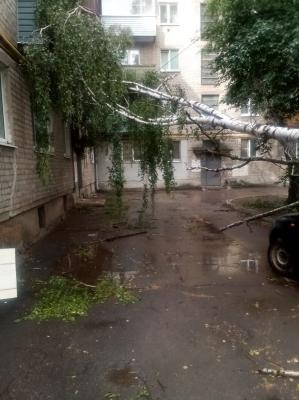 В Рязани на улице Свободы рухнувшее дерево нависло над подъездом дома