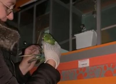Животные из-за пожара в рязанском ТРЦ «М5 Молл» не пострадали