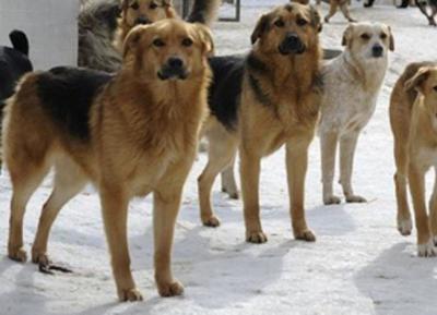 Рязанцы массово пожаловались на стаи собак в городе
