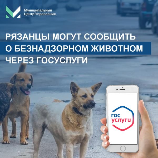 Рязанцы могут сообщать о безнадзорных животных онлайн