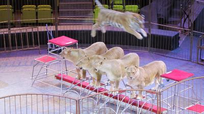 В Рязанском цирке начинается показ уникальной программы «Империя львиц»