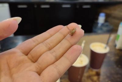 В выставленном на продажу «SmsCafe» в «Атрон Сити» обнаружили таракана в кофе