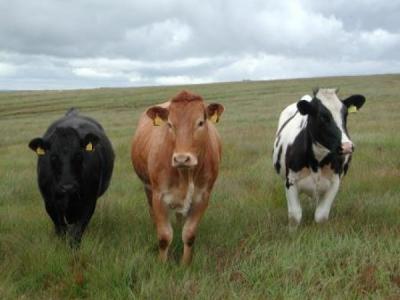 Аграрии Рязанщины активно закупают молодняк крупного рогатого скота