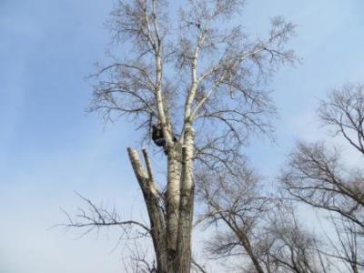 Из-за опиловки деревьев девять улиц Рязани останутся без электроэнергии