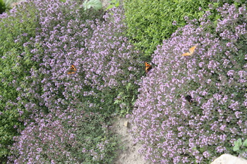 Рязанский госуниверситет посетили гостьи из Африки